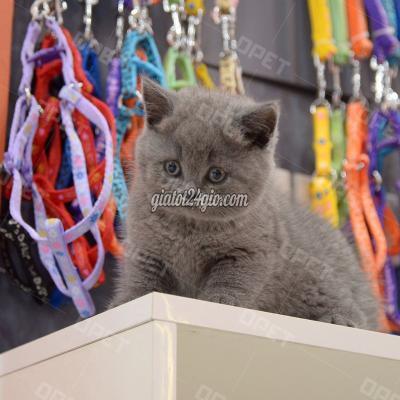 Mèo ( Vật Nuôi ) Hoàng Mai - Hà Nội