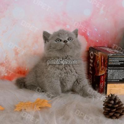 Mèo ( Vật Nuôi ) Hoàng Mai - Hà Nội