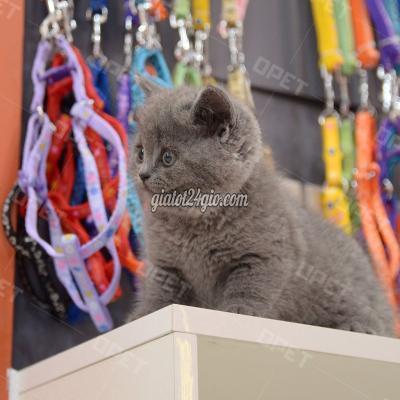 Mèo ( Vật Nuôi ) Hoàng Mai - Hà Nội