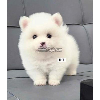 Vật Nuôi Thú Cưng Bình Tân - Hồ Chí Minh