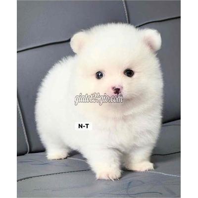 Vật Nuôi Thú Cưng Bình Tân - Hồ Chí Minh