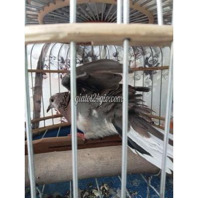 Chim ( Vật Nuôi ) Quận 12 - Hồ Chí Minh