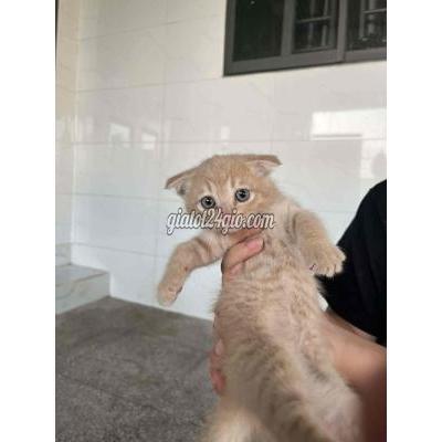 Mèo ( Vật Nuôi ) Gò Dầu - Tây Ninh