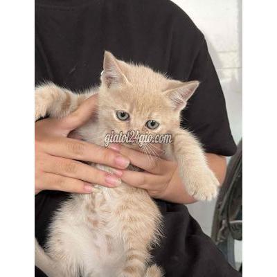 Mèo ( Vật Nuôi ) Gò Dầu - Tây Ninh