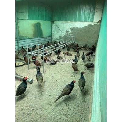 Chim Cảnh Quận 12 - Hồ Chí Minh