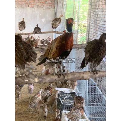 Chim Cảnh Quận 12 - Hồ Chí Minh