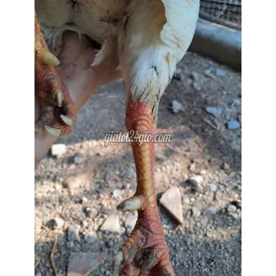 Vật Nuôi Thú Cưng Vĩnh Long - Vĩnh Long