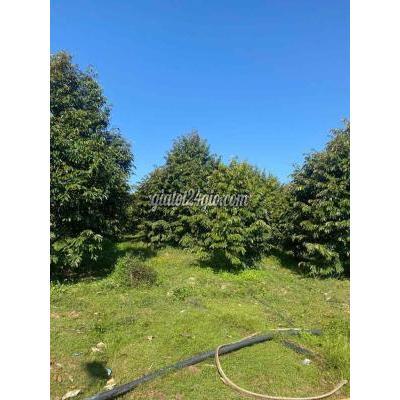 Đất Nông Nghiệp Hàm Thuận Bắc - Bình Thuận