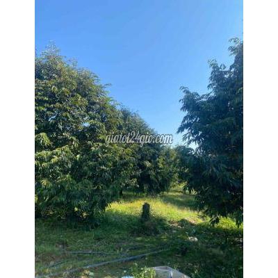 Đất Nông Nghiệp Hàm Thuận Bắc - Bình Thuận