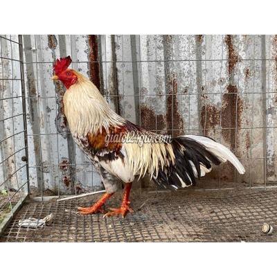 Gà Vật Nuôi Thú Cưng Phong Điền - Cần Thơ