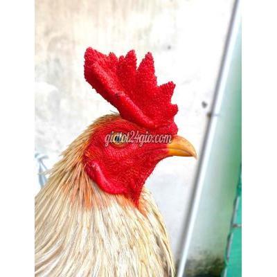 Gà Vật Nuôi Thú Cưng Phong Điền - Cần Thơ