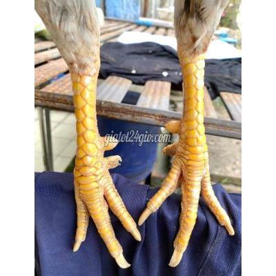 Gà Vật Nuôi Thú Cưng Phong Điền - Cần Thơ