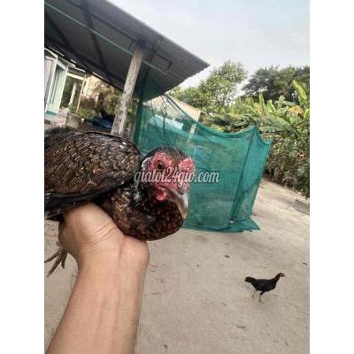 Gà ( Vật Nuôi ) Củ Chi - Hồ Chí Minh