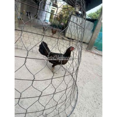 Gà ( Vật Nuôi ) Củ Chi - Hồ Chí Minh