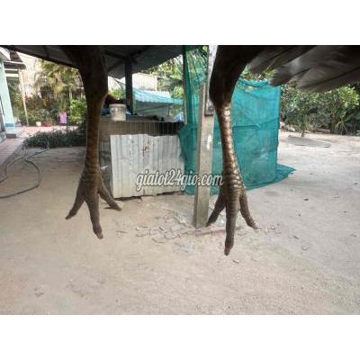 Gà ( Vật Nuôi ) Củ Chi - Hồ Chí Minh