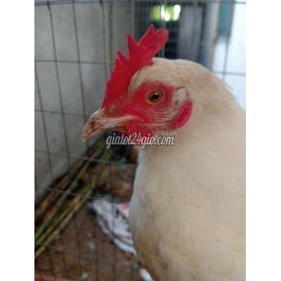 Gà Vật Nuôi Thú Cưng Cái Răng - Cần Thơ