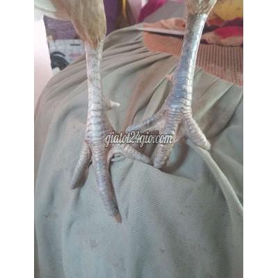 Gà Vật Nuôi Thú Cưng Cái Răng - Cần Thơ