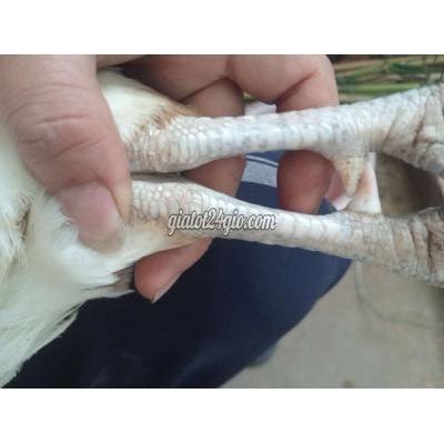 Gà Vật Nuôi Thú Cưng Cái Răng - Cần Thơ