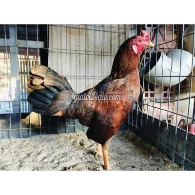 Gà ( Vật Nuôi ) Củ Chi - Hồ Chí Minh