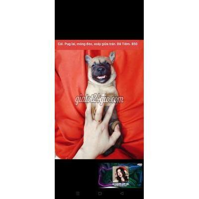 Chó Vật Nuôi Thú Cưng Hóc Môn - Hồ Chí Minh