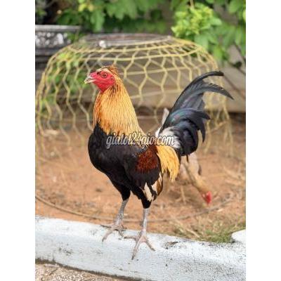 Gà ( Vật Nuôi ) Long Thành - Đồng Nai