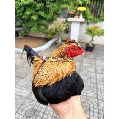 Gà ( Vật Nuôi ) Long Thành - Đồng Nai