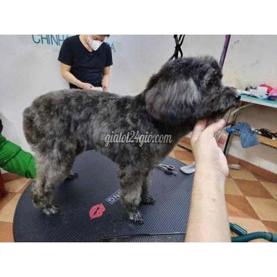 Vật Nuôi Thú Cưng Đống Đa - Hà Nội