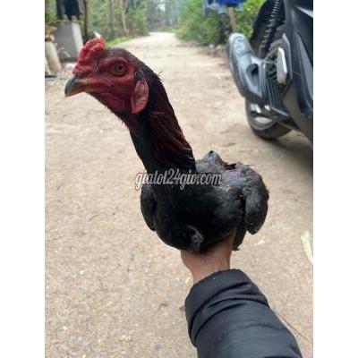 Vật Nuôi Thú Cưng Nam Từ Liêm - Hà Nội