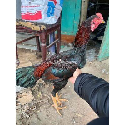 Vật Nuôi Thú Cưng Nam Từ Liêm - Hà Nội