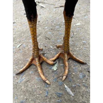 Vật Nuôi Thú Cưng Nam Từ Liêm - Hà Nội