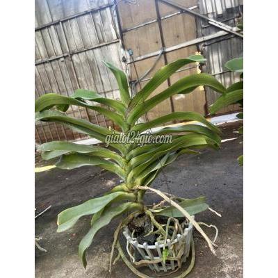 Cây Cảnh Cũ Thủ Đức - Hồ Chí Minh