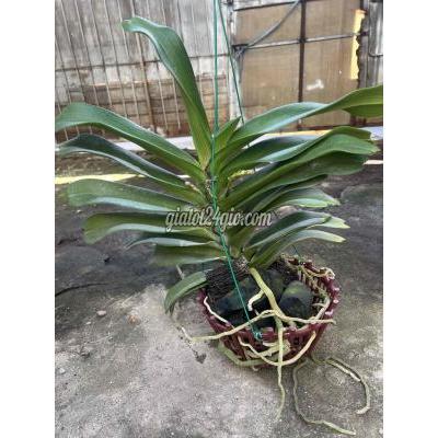 Cây Cảnh Cũ Thủ Đức - Hồ Chí Minh