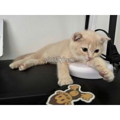 Mèo ( Vật Nuôi ) Gò Vấp - Hồ Chí Minh