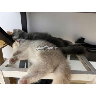 Mèo ( Vật Nuôi ) Gò Vấp - Hồ Chí Minh