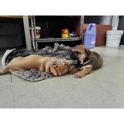 Vật Nuôi Thú Cưng Thủ Đức - Hồ Chí Minh