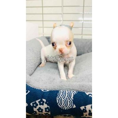 Vật Nuôi Thú Cưng Quận 8 - Hồ Chí Minh