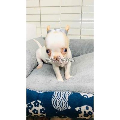 Vật Nuôi Thú Cưng Quận 8 - Hồ Chí Minh