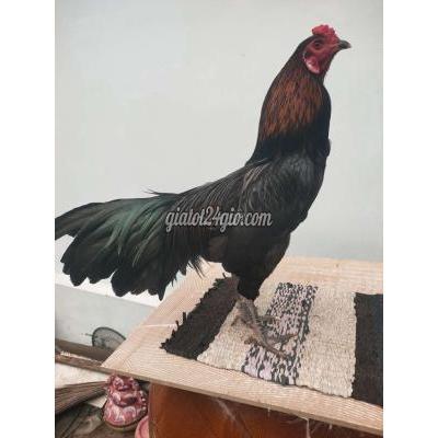 Vật Nuôi Thú Cưng Châu Thành - Tiền Giang