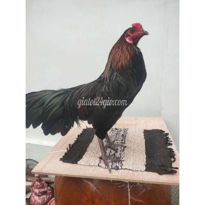 Vật Nuôi Thú Cưng Châu Thành - Tiền Giang