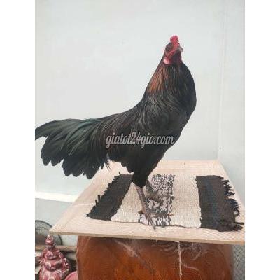 Vật Nuôi Thú Cưng Châu Thành - Tiền Giang