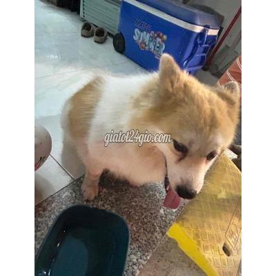 Vật Nuôi Thú Cưng Thủ Đức - Hồ Chí Minh