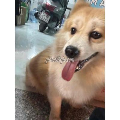 Vật Nuôi Thú Cưng Thủ Đức - Hồ Chí Minh