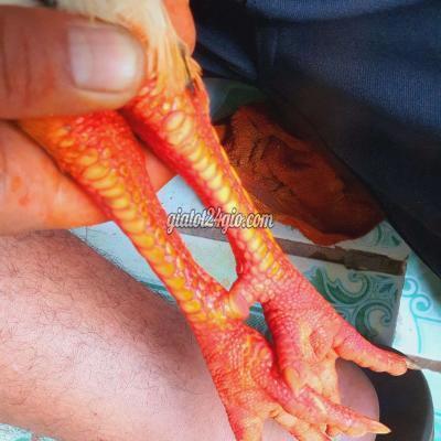 Vật Nuôi Thú Cưng Bình Tân - Vĩnh Long