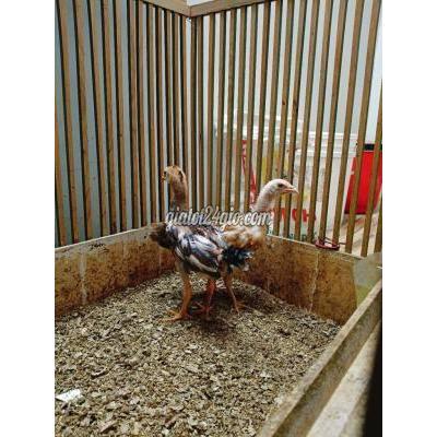 Vật Nuôi Thú Cưng Bình Chánh - Hồ Chí Minh