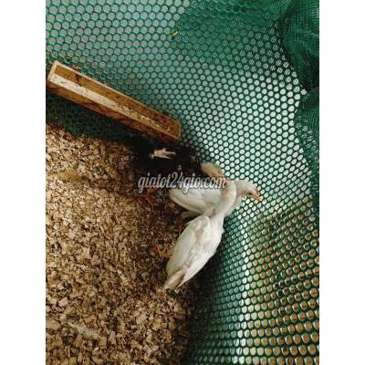 Vật Nuôi Thú Cưng Bình Chánh - Hồ Chí Minh