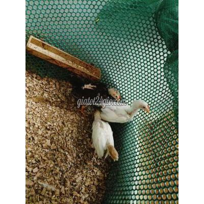 Vật Nuôi Thú Cưng Bình Chánh - Hồ Chí Minh