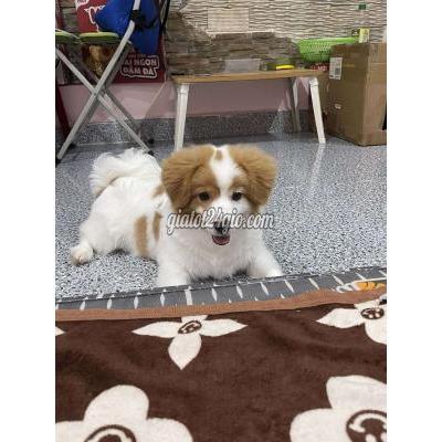 Vật Nuôi Thú Cưng Hồng Bàng - Hải Phòng