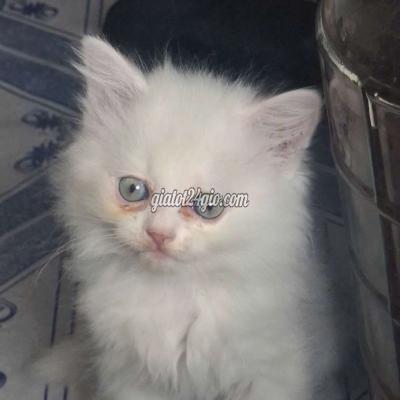 Mèo ( Vật Nuôi ) Bình Chánh - Hồ Chí Minh