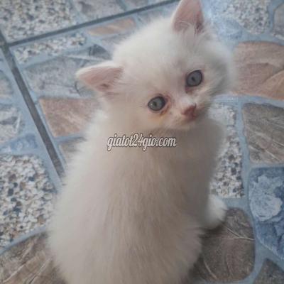 Mèo ( Vật Nuôi ) Bình Chánh - Hồ Chí Minh