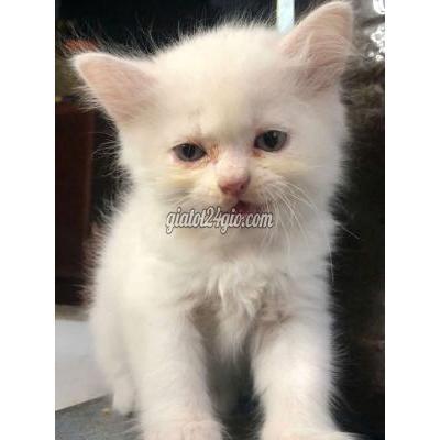 Mèo ( Vật Nuôi ) Bình Chánh - Hồ Chí Minh